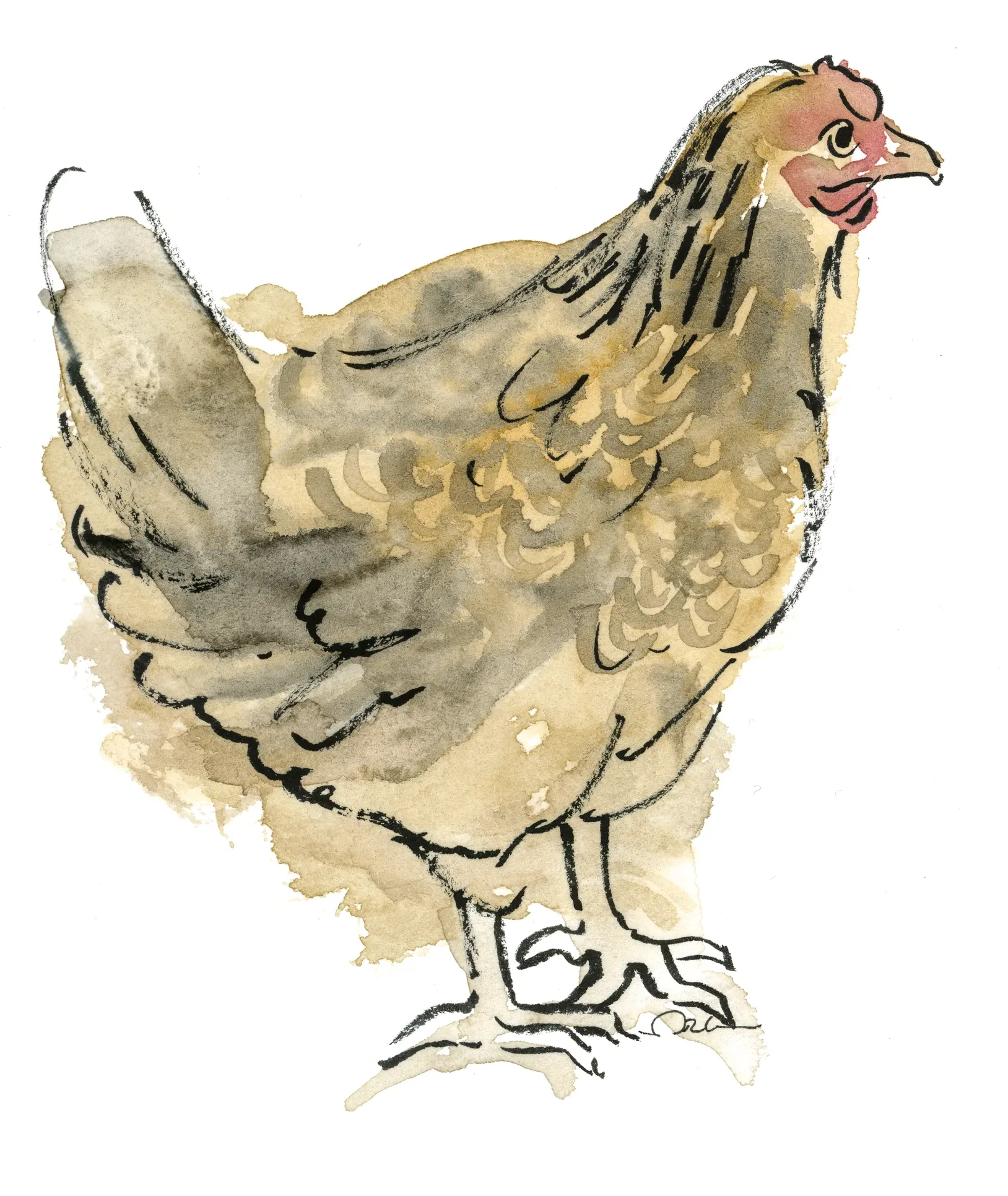 Poule Wyandotte